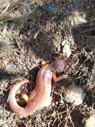 iNaturalist observation photo of Ensatina