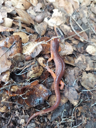 iNaturalist observation photo of Ensatina