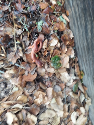 iNaturalist observation photo of Ensatina