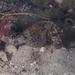 Observation photo