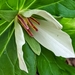 Trillium chloropetalum giganteum - Photo (c) Ellis Coombs, all rights reserved, uploaded by Ellis Coombs