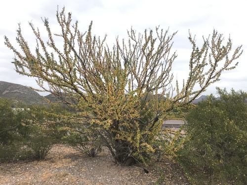 Adam's tree