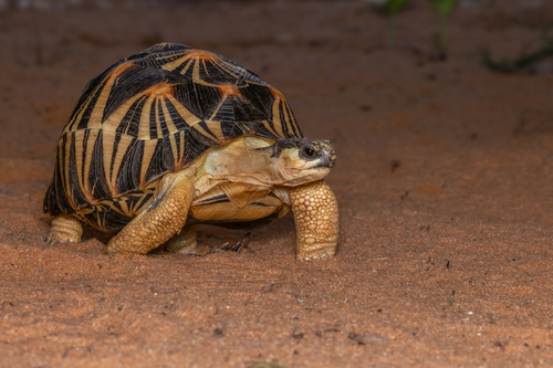 Astrochelys radiata