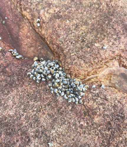 Afrolittorina africana