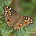 Mariposas Ojos de Venado - Photo (c) Nuwan Chathuranga, todos los derechos reservados, subido por Nuwan Chathuranga