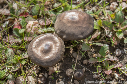 iNaturalist observation photo of Nolanea