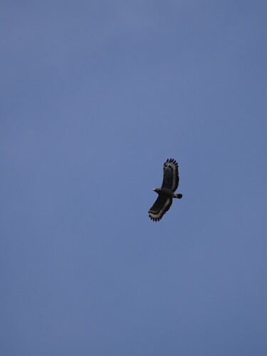 Crested Serpent-Eagle