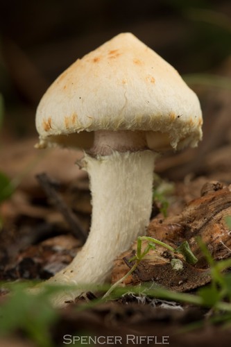 Leratiomyces nuotrauka
