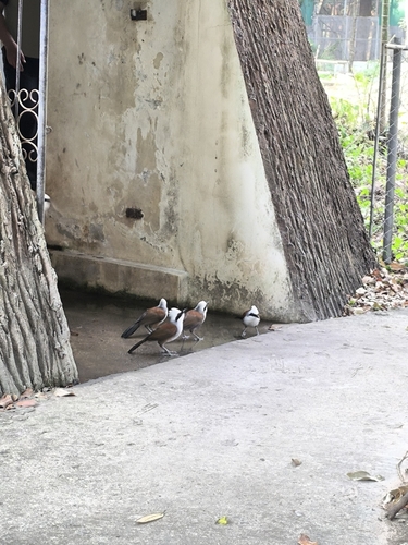 White-crested Laughingthrush
