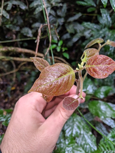 How to identify Endiandra hayesii Kosterm.