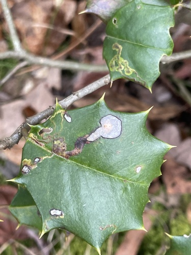 Unknown species found near Parvin State Park, Elmer, NJ, US