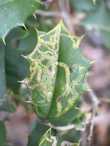 Unknown species found near Parvin State Park, Elmer, NJ, US
