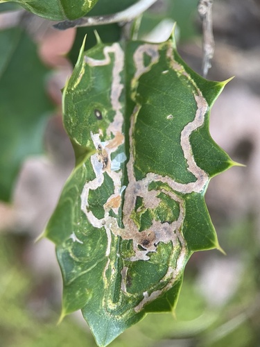 Unknown species found near Parvin State Park, Elmer, NJ, US