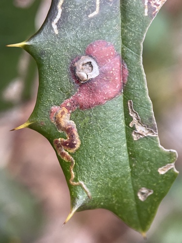 Unknown species found near Parvin State Park, Elmer, NJ, US