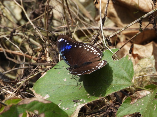 Great Eggfly