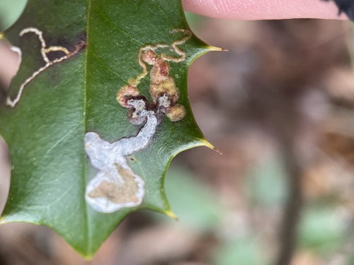 Unknown species found near Parvin State Park, Elmer, NJ, US