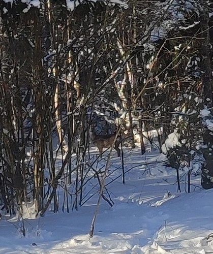 Western Roe Deer