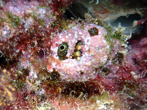 Fosliella farinosa