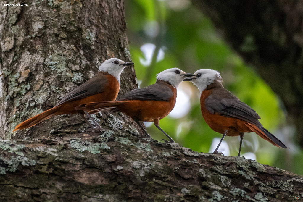 White-headed Robin-Chat photo