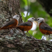 White-headed Robin-Chat - Photo (c) Rogério Ferreira, all rights reserved, uploaded by Rogério Ferreira