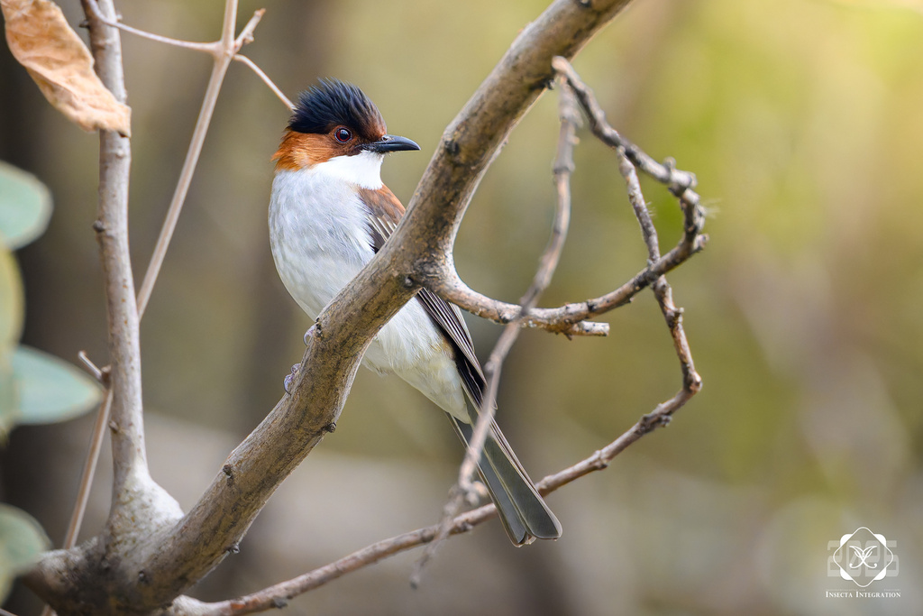 Chestnut Bulbul from 中国江苏省南京市雨花台区 on January 18, 2026 at 01:06 PM by ...