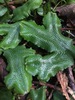 Great Scented Liverwort - Photo (c) Nicola Rammell, all rights reserved, uploaded by Nicola Rammell