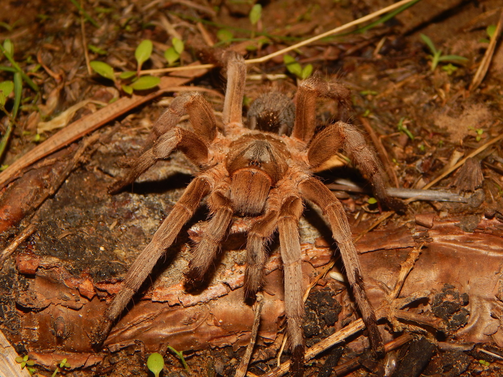 Australian Featherleg Tarantula in February 2020 by Field Work Vids ...