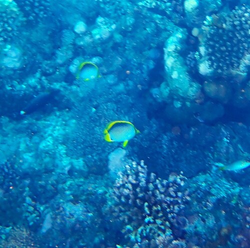Blackback Butterflyfish — seen at this dive site