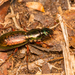Creobius eydouxii - Photo (c) Patrich Cerpa, כל הזכויות שמורות, הועלה על ידי Patrich Cerpa