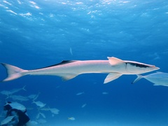Sharksucker