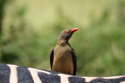 Red-billed Oxpecker