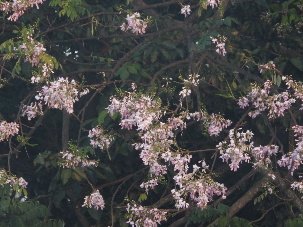 Fence Post Tree from PPQG+J3F, Thattanahalli, Karnataka 562106, India ...