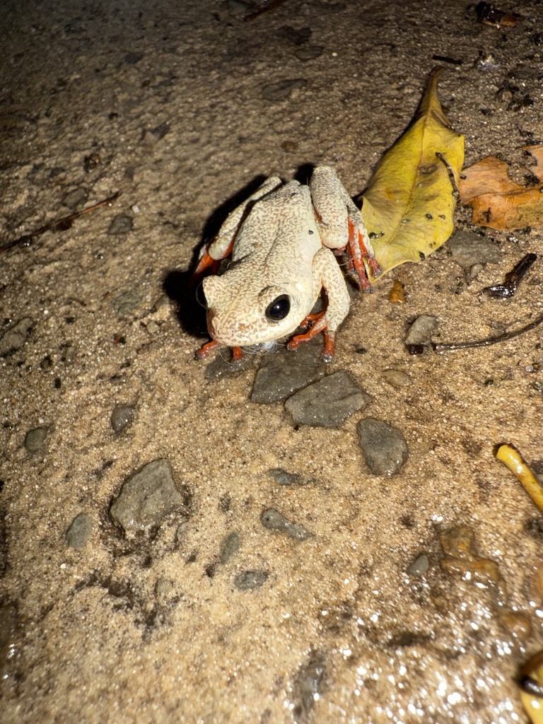 Angolan Reed Frog from Okavango Delta, Kavango East, NA on January 18 ...