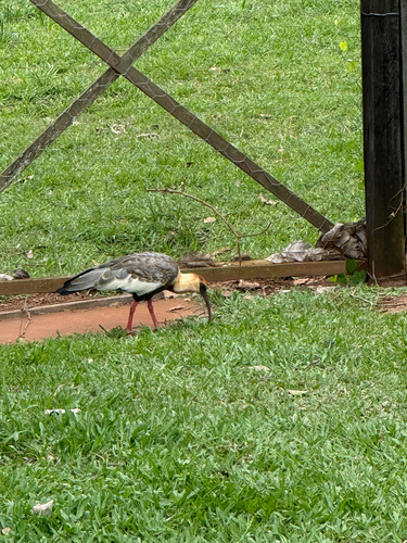Buff-necked Ibis