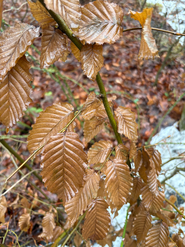 Carpinus betulus