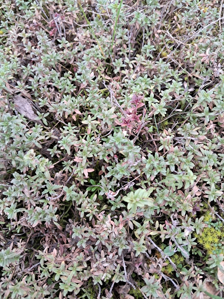 Thymus serpyllum