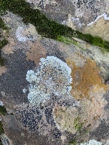 iNaturalist observation photo of Stonewall Rim Lichen