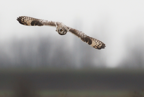 View observation of {o.common_name} on iNaturalist