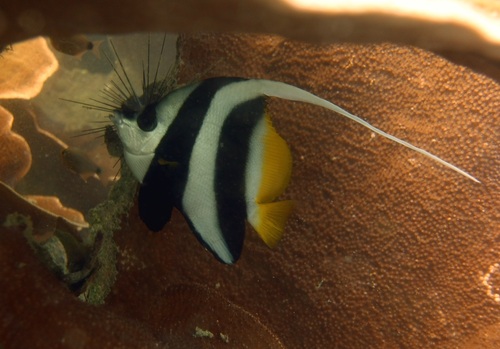 Heniochus acuminatus