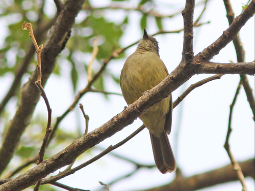 Subspecies Eurillas curvirostris curvirostris · iNaturalist