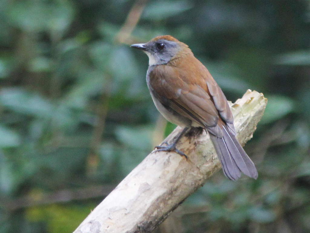 Fire-crested Alethe (Alethe castanea) photo