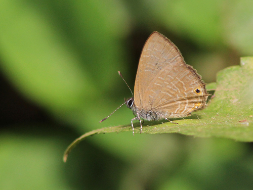 lesser indigo ciliate blue