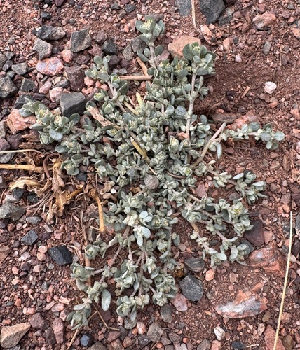 Atriplex oreophila