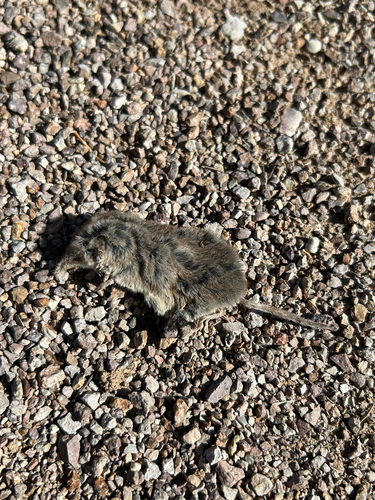 Crawford's Gray Shrew
