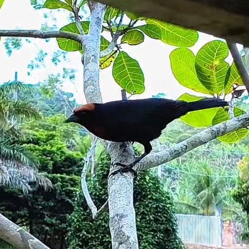 Chestnut-capped Blackbird
