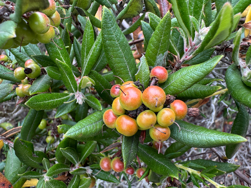 Arctostaphylos bicolor (Nutt.) A.Gray
