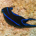 Blue Velvet Headshield Slug - Photo (c) Lesley Clements, all rights reserved