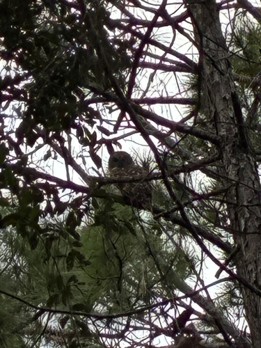 View observation of {o.common_name} on iNaturalist