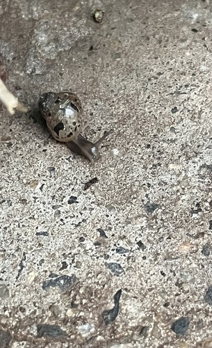 African Giant Snail