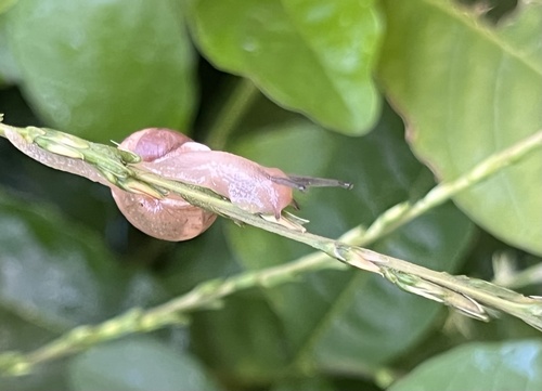 Asian Tramp Snail
